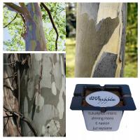 Zjawiskowe drzewo Eukaliptus nitens Shining Gum moro 