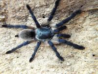 Monocentropus balfouri x10 (SpidersForge)