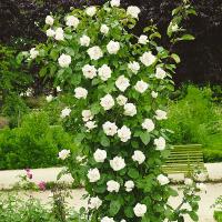 Роза вьющаяся Белая 1шт Рассада в балоте