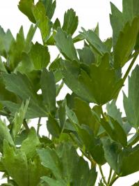 Любисток Магги-красивые большие и здоровые саженцы