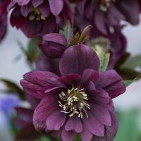 Ciemiernik wschodni Double Ellen Purple FIOLETOWY kwitnie zimą 1L