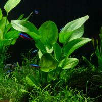 Echinodorus fluitans - RA koszyk duży XXL