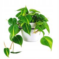 Uchwyt ścienny na doniczkę kwietnik wieszak na kwiatki metalowy LOFT 16cm