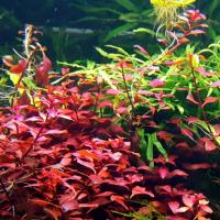 Ludwigia repens RED - RA koszyk XXL