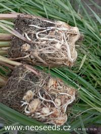 Шахматный съедобный земляной миндаль-упаковка из 10 клубней