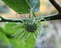 Maclura tinctoria-красящая Маклура упаковка содержит 10 семян