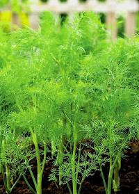 Koperek pachnący Samson Opakowanie zawiera 500 nasion