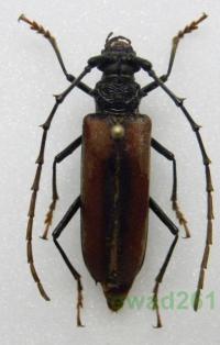 Bothrocerambyx nevermanni самка Коста-Рика