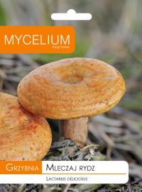 Молочай Рыдз мицелий лесные грибы Риги