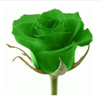 РОЗА ЗЕЛЕНАЯ - СЕМЕНА