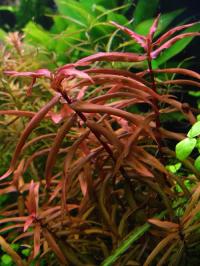 Ammania senegalensis RARYTAS akwa_fan