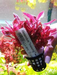 Аквариумное растение Alternathera rosanervig