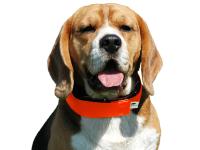 ПОВЯЗКА в РАЗМЕЩЕНИИ ДЛЯ СОБАКИ ПСИ-ЛОКАТОР - 3см