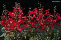 ШАЛФЕЙ САБЛЯ МНОГОЛЕТНЕЕ РАСТЕНИЕ НА МНОГО ЛЕТ