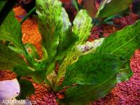 Echinodorus Green Ocelot-лягушка [корзина]