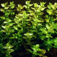Bacopa carloliniana из собственного разведения Bstok saxon4