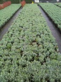 Modrzewnica Андромеда Compacta хорошие большие саженцы