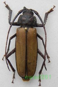 Aulacotoma tenuelimbata самец Мадагаскар 37 мм