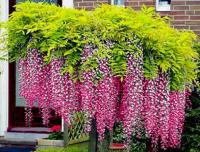 WISTERIA 'ROSEA' самые Красивые сайты мира !