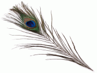 PAWIE PIÓRO 20-25 cm