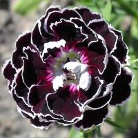 КИТАЙСКАЯ ГВОЗДИКА КЬЯНТИ КРАСИВЫЕ ЧЕРНО-БЕЛЫЕ KWIAY