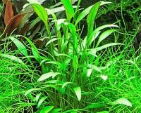 Cryptocoryne nevillii - najmniejsza