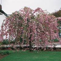 Японская вишня KIKU SHIDARE ZAKURA 170 см PENDULA полные розовые цветы