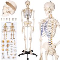 Анатомическая модель человеческого скелета